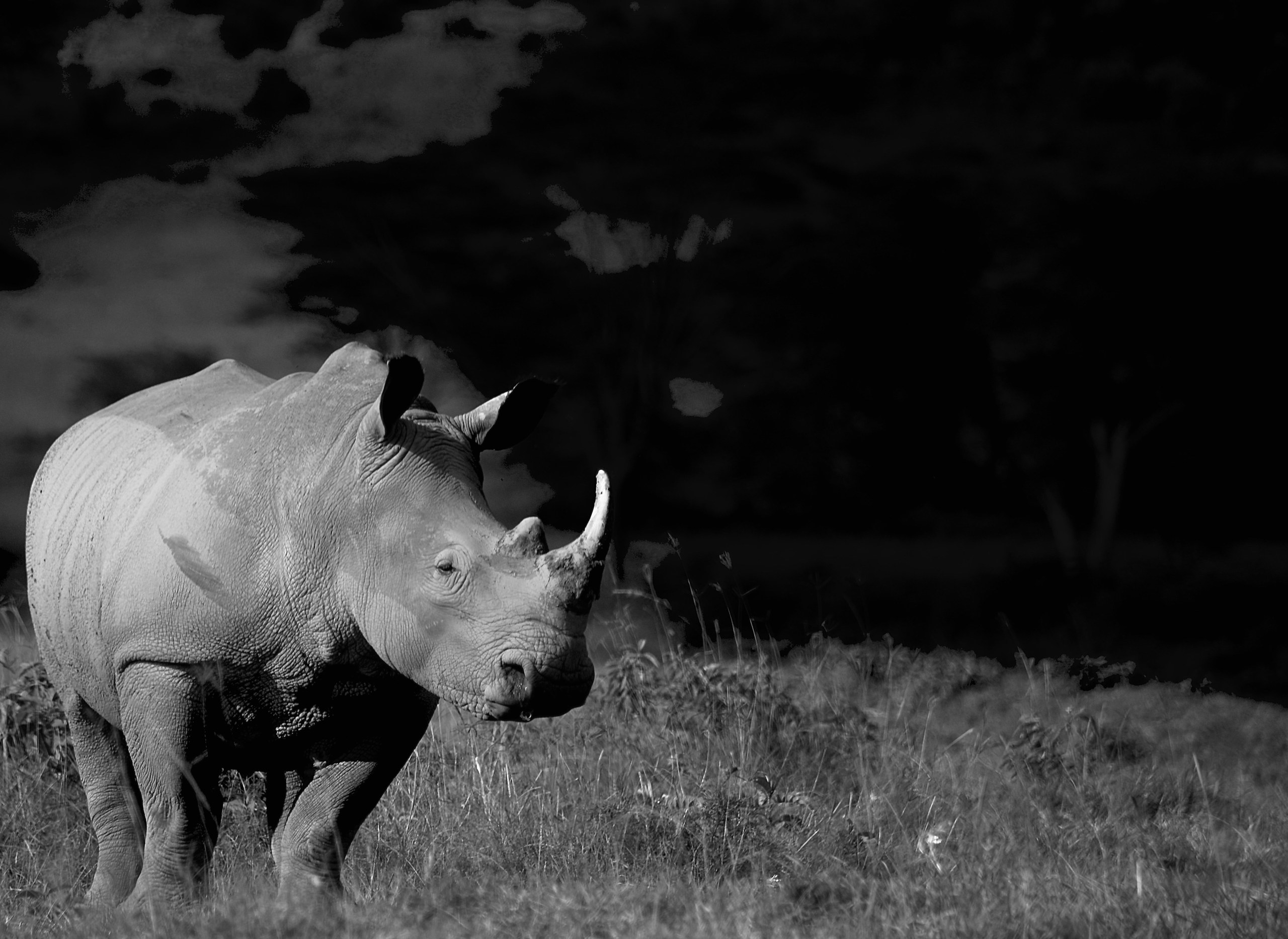 Gepard in der Ol Pejeta Conservancy
